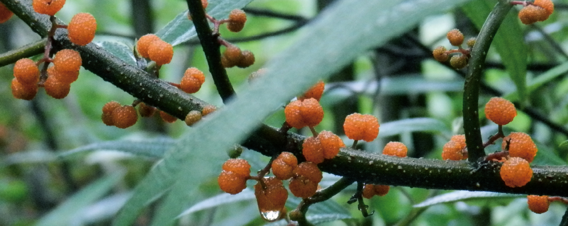 喜山分子果汁-新式茶飲品牌策劃VI設計